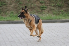 IMG_0927-Quana-sucht